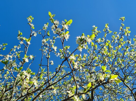 Blüten eines Zwetschgenbaums vor blauem Himmel